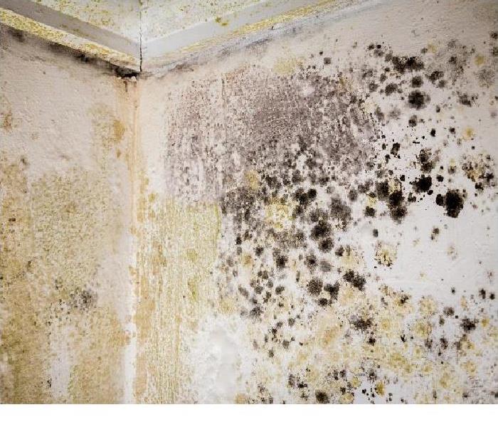 Mold growing on wall and ceiling
