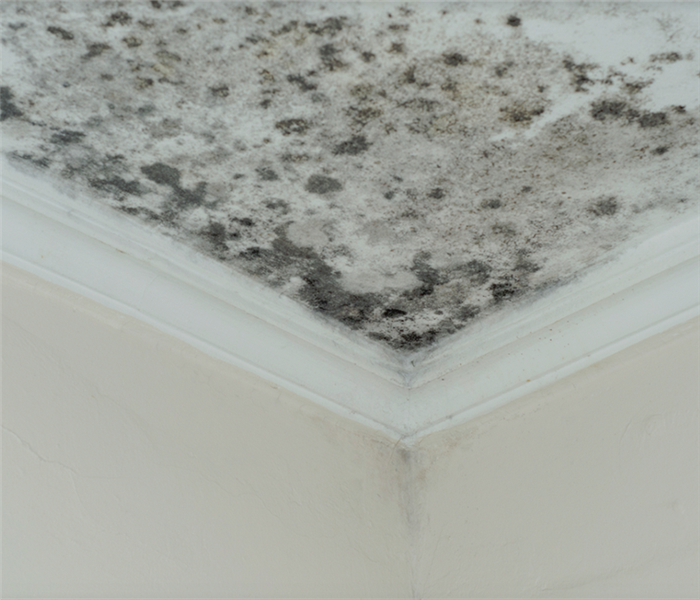 a mold damaged ceiling